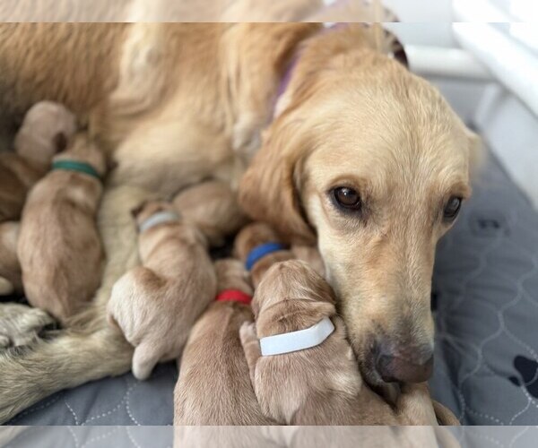 Medium Photo #1 Golden Retriever Puppy For Sale in DE BEQUE, CO, USA
