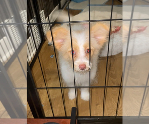 Pom-A-Poo Puppy for sale in NOVI, MI, USA