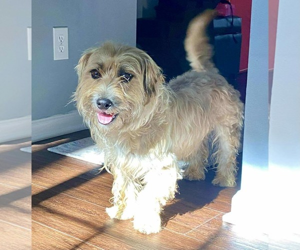 Medium Photo #1 Mutt Puppy For Sale in Holly Springs, NC, USA
