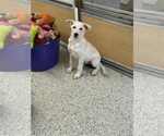 Small #2 Mutt