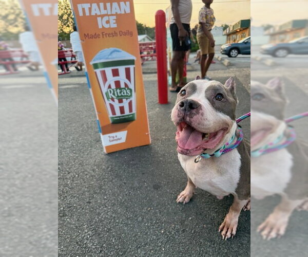 Medium Photo #11 American Staffordshire Terrier Puppy For Sale in Cranford, NJ, USA