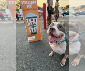 Betty - Female American Staffordshire Terrier Dog for Adoption - Photo #11