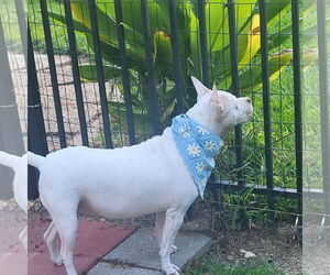Hannah - A Sweet Special Girl Looking for a Home - Female Mutt Dog for Adoption - Photo #2