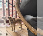 Small #1 Mutt