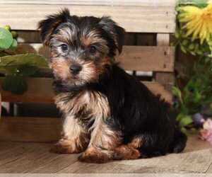 Yorkshire Terrier Puppy for sale in MOUNT VERNON, OH, USA