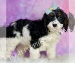Small #3 Cavapoo (Miniature)