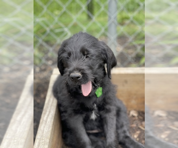 Medium Photo #2 Labradoodle Puppy For Sale in CANTON, OH, USA
