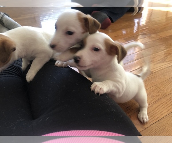 Medium Photo #14 Jack Russell Terrier Puppy For Sale in CHANTILLY, VA, USA