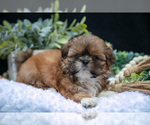 Puppy Tinkerbell Shih Tzu