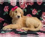 Small Photo #4 Golden Retriever Puppy For Sale in KIRKWOOD, PA, USA