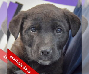 Golden Retriever-Unknown Mix Dogs for adoption in Huntley, IL, USA