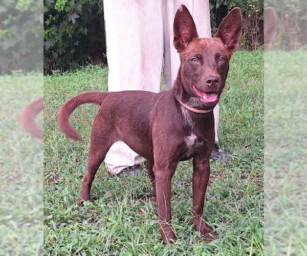 Medium Photo #1 Mutt Puppy For Sale in Wetumpka, AL, USA