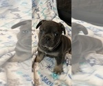 Puppy ROHO French Bulldog
