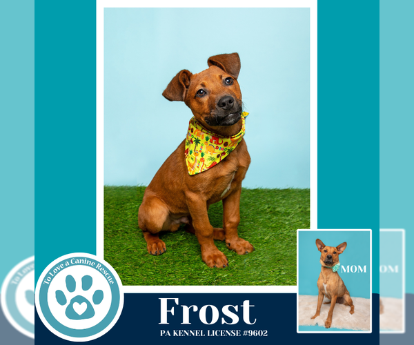 Medium Photo #15 Labrador Retriever-Unknown Mix Puppy For Sale in Kimberton, PA, USA