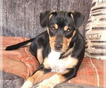 Small #2 Mutt
