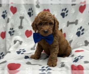 Goldendoodle (Miniature) Puppy for sale in LAKELAND, FL, USA