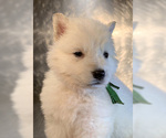 Small Photo #56 German Shepherd Dog Puppy For Sale in WASHINGTON, NJ, USA