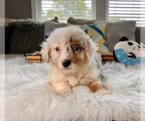 Medium Miniature Bernedoodle