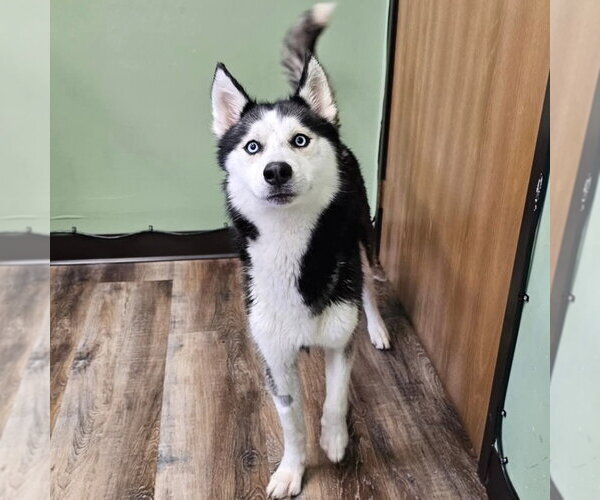 Medium Photo #5 Siberian Husky Puppy For Sale in Fargo, ND, USA