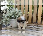 Small Photo #4 Zuchon Puppy For Sale in CLARE, IL, USA