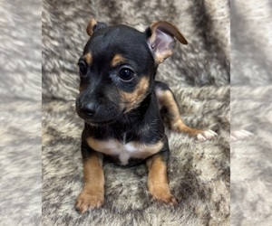 Rat Terrier Puppy for Sale in WHITAKERS, North Carolina USA