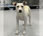 Small #1 Labrador Retriever-Retriever  Mix