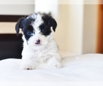 Puppy cutie Biewer Terrier