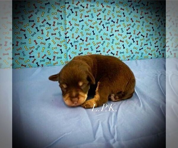 Medium Photo #2 Schnauzer (Miniature) Puppy For Sale in WINNSBORO, LA, USA