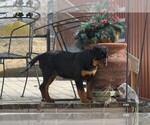 Small Photo #1 Rottweiler Puppy For Sale in OGALLALA, NE, USA