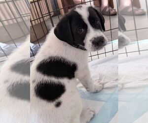 Great Pyrenees-Unknown Mix Dogs for adoption in Cliffwood, NJ, USA
