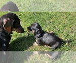 Small Photo #13 Dachshund Puppy For Sale in HARTFORD, MI, USA