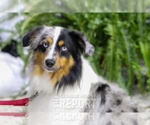 Father of the Miniature Australian Shepherd puppies born on 12/05/2021