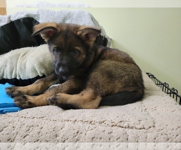 Medium Photo #1 German Shepherd Dog Puppy For Sale in SAINT CROIX FALLS, WI, USA