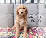 Small Photo #1 Goldendoodle Puppy For Sale in PLAINFIELD, IN, USA