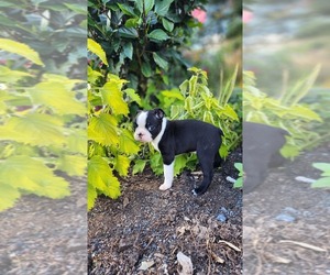 Boston Terrier Puppy for sale in GREENWOOD, WI, USA