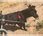 Small #1 Labrador Retriever