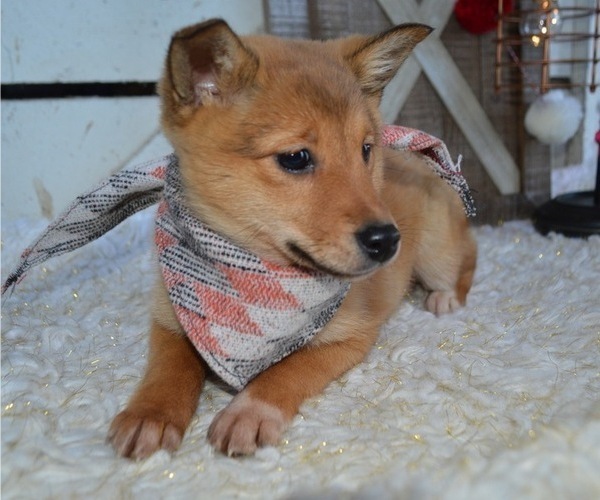 Medium Photo #3 Border Collie-Shiba Inu Mix Puppy For Sale in HONEY BROOK, PA, USA