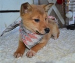 Small Photo #3 Border Collie-Shiba Inu Mix Puppy For Sale in HONEY BROOK, PA, USA