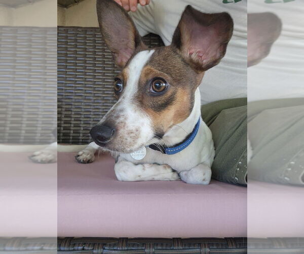Medium Photo #1 Jack Russell Terrier-Unknown Mix Puppy For Sale in Salt Lake City, UT, USA