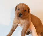 Small #1 Golden Retriever