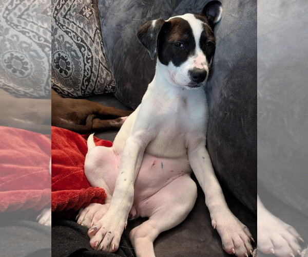 Medium Photo #3 American Staffordshire Terrier-Unknown Mix Puppy For Sale in Duluth, MN, USA