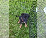 Small Photo #2 German Shepherd Dog Puppy For Sale in ANDERSON, SC, USA