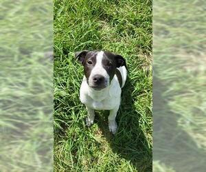 Pointer-Unknown Mix Dogs for adoption in Houston, TX, USA