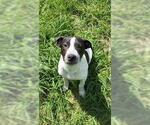 Small Pointer Mix