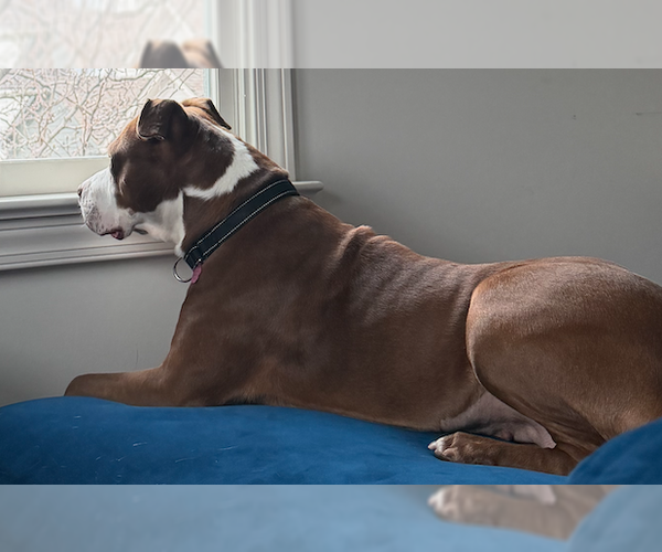 Medium Photo #4 American Staffordshire Terrier-Unknown Mix Puppy For Sale in Decatur, GA, USA