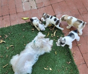 Father of the Schnauzer (Miniature) puppies born on 08/07/2023