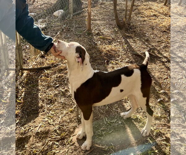Medium Photo #3 Pointer-Unknown Mix Puppy For Sale in McCormick, SC, USA