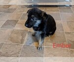 Small Photo #3 German Shepherd Dog Puppy For Sale in LUCERNE, IN, USA