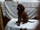 Small #4 Redbone Coonhound