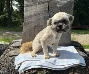 Shih Tzu Puppy for sale in HARDY, AR, USA
